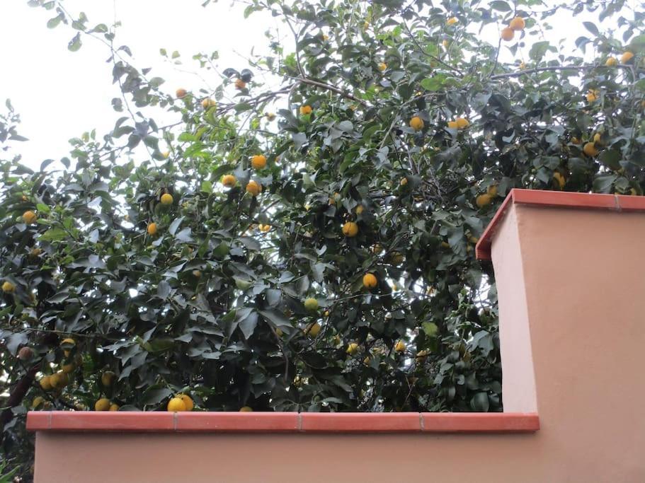 Il Piccolo Eden - Private Garden Lejlighed Livorno Eksteriør billede