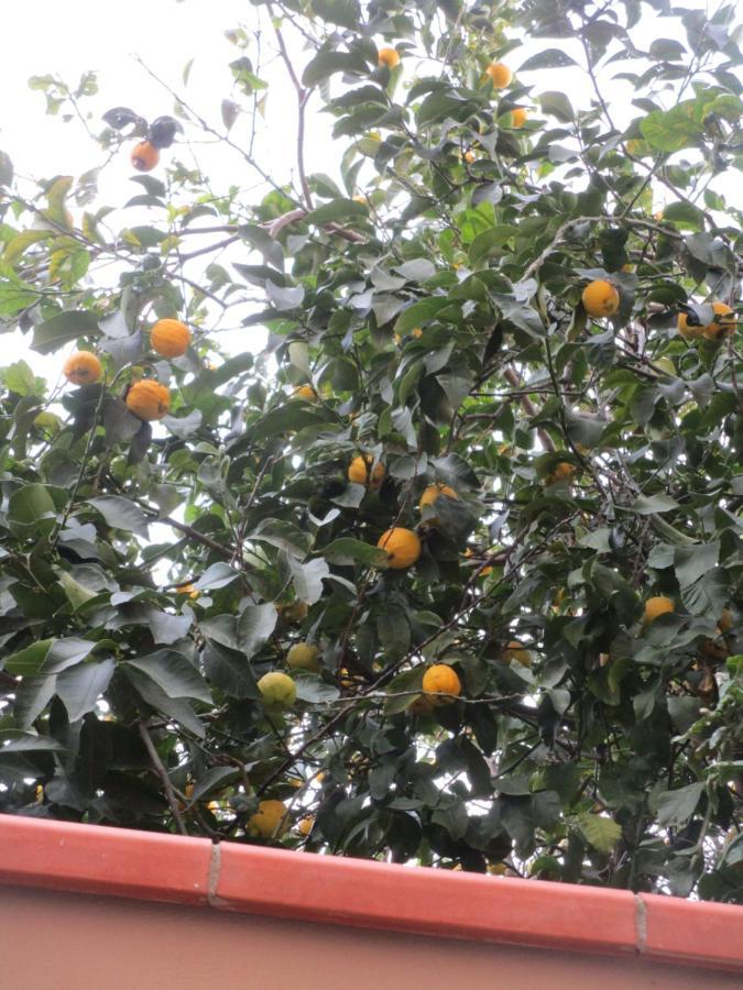 Il Piccolo Eden - Private Garden Lejlighed Livorno Eksteriør billede